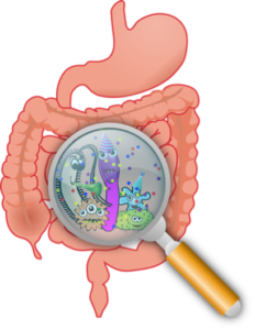 microbiota intestino