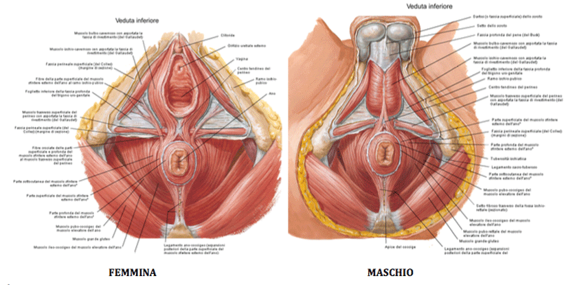 pavimento pelvico sezione anatomia anatomy pelvic floor